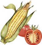 vegetable